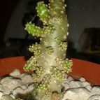 Collecion de Nana.sgamboa