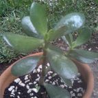 Collecion de Nana.sgamboa