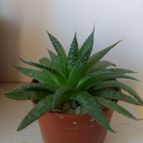 Collecion de Nanosky
