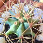 Collecion de Nel0