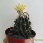 Collecion de No-eh