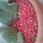 Collecion de NoeMutka