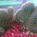 Collecion de NoeMutka