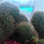 Collecion de NoeMutka