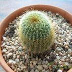 Collecion de NoeMutka