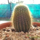 Collecion de NoeMutka