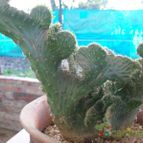 Collecion de NoeMutka