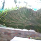 Collecion de NoeMutka
