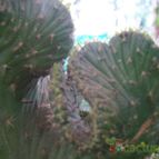 Collecion de NoeMutka