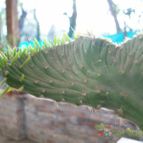 Collecion de NoeMutka