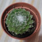 Collecion de OCRaquel