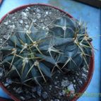 Collecion de Oxytelinae