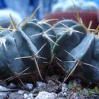 Collecion de Oxytelinae