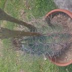 Collecion de PALYPOL