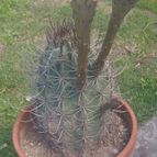 Echinopsis leucantha