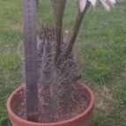 Echinopsis leucantha