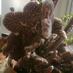 Collecion de PEGATINAX