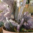 Collecion de PEGATINAX