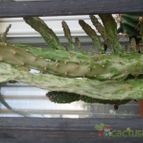 Collecion de PEGATINAX