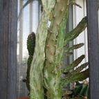 Collecion de PEGATINAX
