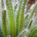 Collecion de PEGATINAX