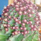 Collecion de PEGATINAX