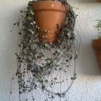 Collecion de PEGATINAX