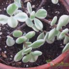 Collecion de PEGATINAX