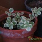 Collecion de PEGATINAX