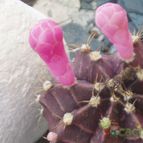 Collecion de PEGATINAX