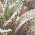 Collecion de PEGATINAX