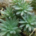 Collecion de PEGATINAX