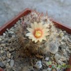 Collecion de Pablito