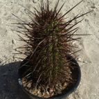 Echinopsis deserticola