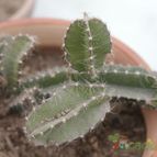 Collecion de Pachacutek
