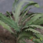 Collecion de Pachacutek