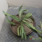 Collecion de Pachacutek