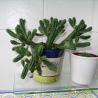 Euphorbia submamillaris