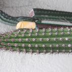 Collecion de Pantanalcactos