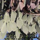Collecion de Pantanalcactos