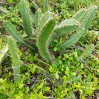 Cereus fernambucensis