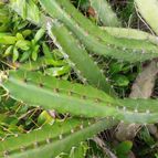 Cereus fernambucensis