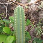 Pilosocereus catingicola