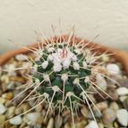 Collecion de Paquitoele64