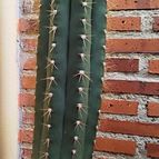 Collecion de Paquitoele64