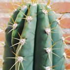 Collecion de Paquitoele64