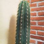 Collecion de Paquitoele64
