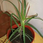 Collecion de Pau-89