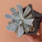 Collecion de PaulaVargas11
