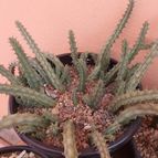Collecion de PaulaVargas11